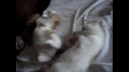 Котешки живот