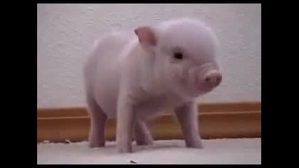 funny - baby - pig 