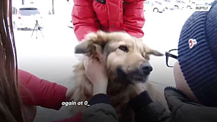Dog halts traffic in Urals to get to date