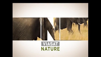 Viasat Nature - Дивият свят на животните