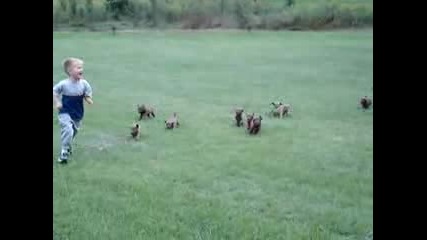 Много сладки и забавни кученца