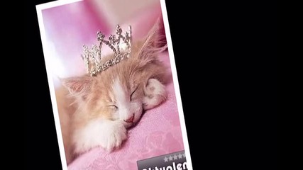 Котенцаа за конкурса на vampirexprincess 
