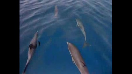 Делфин Целува Куче - Океански Ангели - Делфините