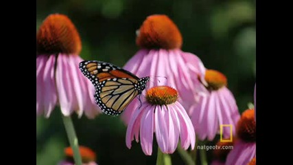 Красиви пеперуди
