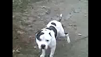 Kaspar pitbull