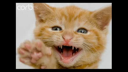 very funny cats 11 