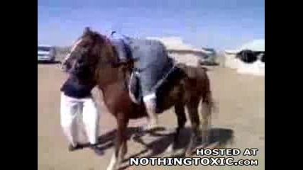Не е лесно - арабин на кон