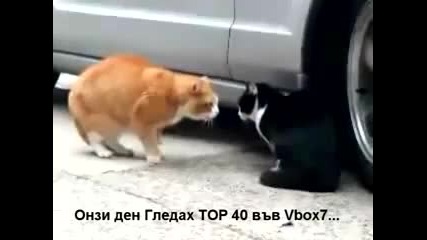 Котка се кара на друга котка защо има клипове в топ 40 - Най - лудият смях