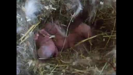 новородени зайчета 