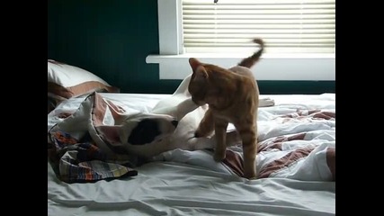Бул Териер и котка играят