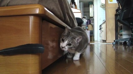 сладко котенце