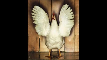 Chicken Techno