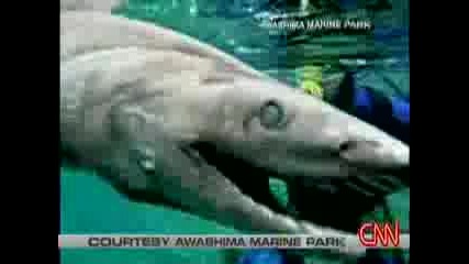 Невероятно!!!праисторическа Акула беше намерена + (субтитри)