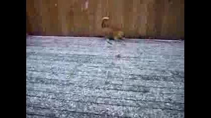 Котка и първи сняг