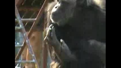 Шимпанзе пуши цигара ! :)
