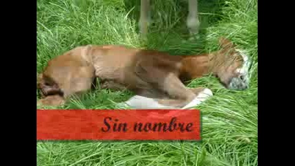 Caballos De Cabllobayo