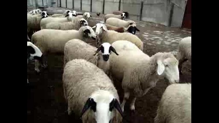 Vakli Ovce Izbegli