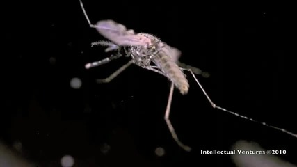 Лазерна система за убиване на комари, ще помага за борба с маларията 