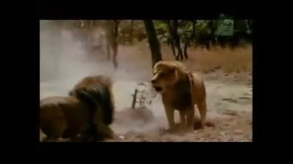 Lion vs Lion