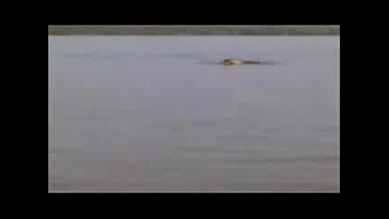Делфини В Амазонка