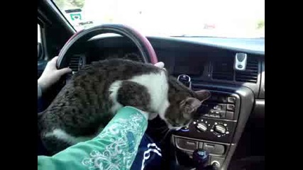 Коте - шофьор