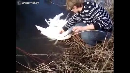 Мъж спасява двойка лебеди от смърт опасно вплетени !