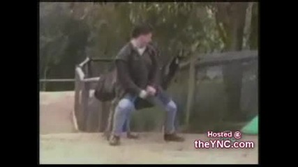 Animal Dances