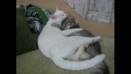 Влюбени котенца :)