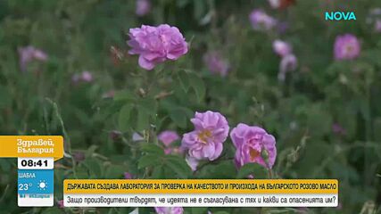 Производители на розово масло се противопоставиха на държавната лаборатория за проверка на автентичността