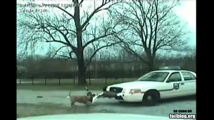 Dog Win 