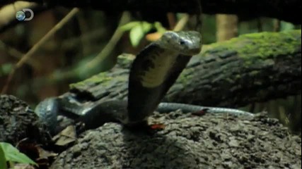 Man vs. Wild - Vietnam - Spitting Cobra