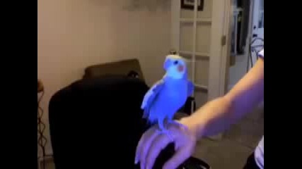 Папагалски Beatbox