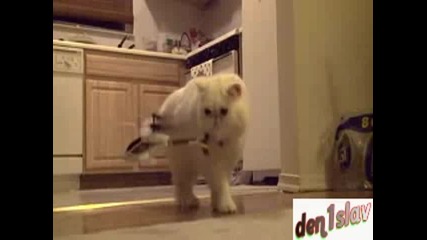 Cat Vs. Helicopter :d 