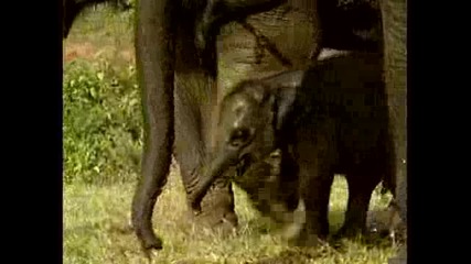Слончета Бебета, Индонезия