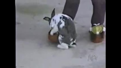 много голям (смях)