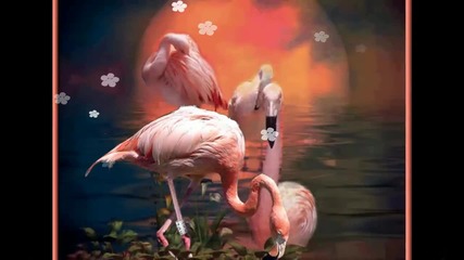 Всеки се нуждае от любов и красота... ...(music Frank Duval)... ...