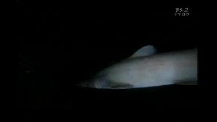 Открита е жива гобленова (таласъм) акула 