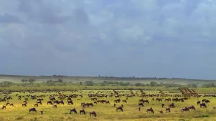 African Cats Official Trailer