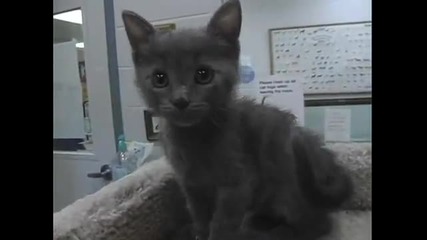 Сладки котенца в приют 