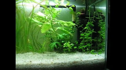 моя аквариум с скариди