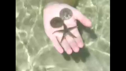 Sand Dollars and Starfish 