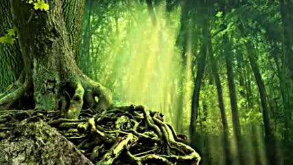 Celtic Tribal Music Tree Root Woods Magical Mystical Enchanted