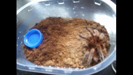 tarantula 