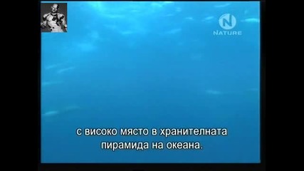 Животът на Делфините 