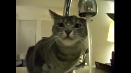 Котка си мие главата :)