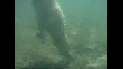 Мълдър на подводно гмуркане 