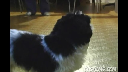 Demon Dog 