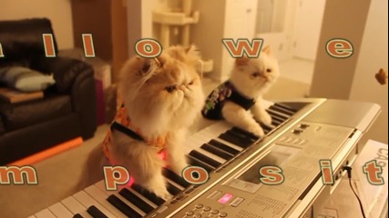 Талантлив котешки дует свири на пиано