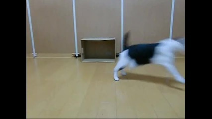 Котешки Футбол 