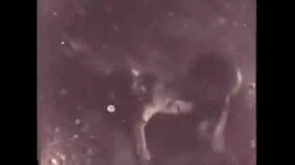 Lion Kills Tiger